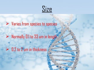  Varies from species to species
 Normally 0.1 to 33 um in length
 0.2 to 2 um in thickness
Size
 
