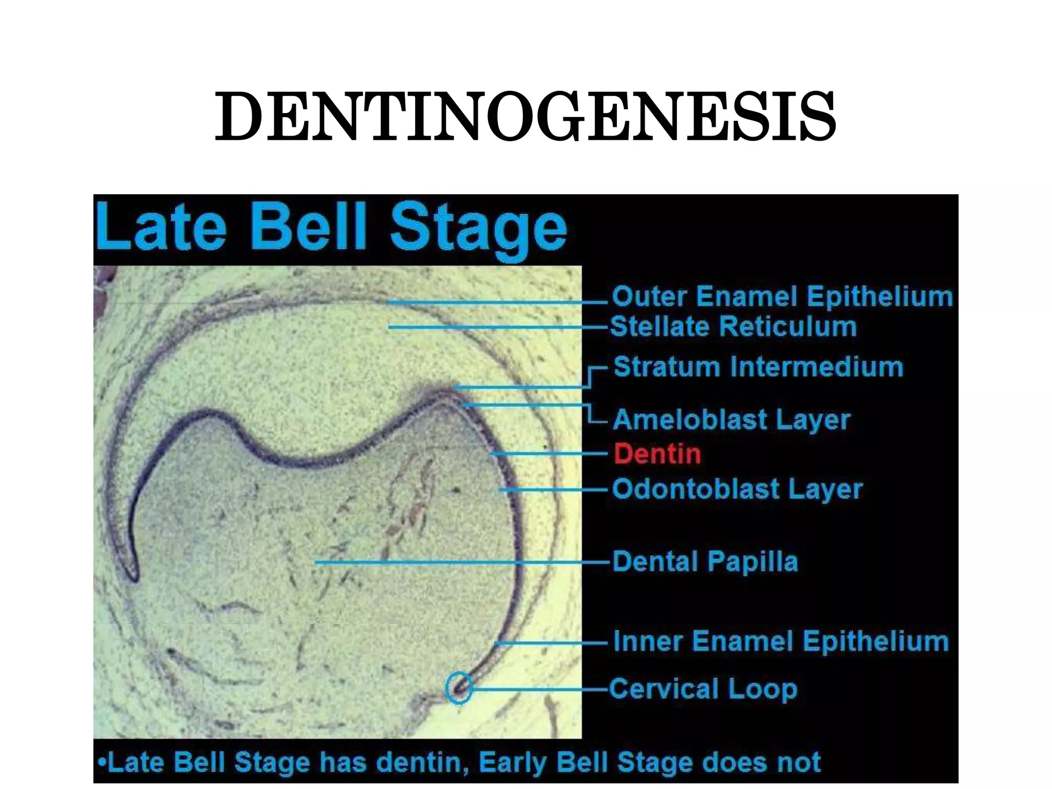 Structure of dentine | PPTX