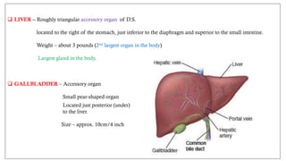 structure of digestive system in detail.pdf