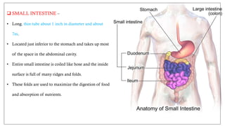 structure of digestive system in detail.pdf