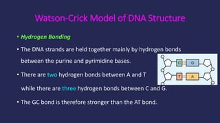 Watson-Crick Model of DNA Structure
• Hydrogen Bonding
• The DNA strands are held together mainly by hydrogen bonds
betwee...