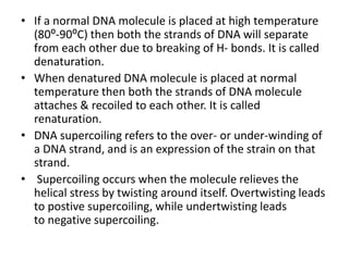 • If a normal DNA molecule is placed at high temperature
(80⁰-90⁰C) then both the strands of DNA will separate
from each other due to breaking of H- bonds. It is called
denaturation.
• When denatured DNA molecule is placed at normal
temperature then both the strands of DNA molecule
attaches & recoiled to each other. It is called
renaturation.
• DNA supercoiling refers to the over- or under-winding of
a DNA strand, and is an expression of the strain on that
strand.
• Supercoiling occurs when the molecule relieves the
helical stress by twisting around itself. Overtwisting leads
to postive supercoiling, while undertwisting leads
to negative supercoiling.
 