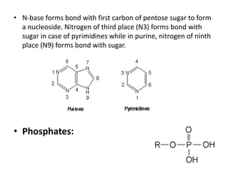 • N-base forms bond with first carbon of pentose sugar to form
a nucleoside. Nitrogen of third place (N3) forms bond with
sugar in case of pyrimidines while in purine, nitrogen of ninth
place (N9) forms bond with sugar.
• Phosphates:
 