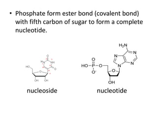 • Phosphate form ester bond (covalent bond)
with fifth carbon of sugar to form a complete
nucleotide.
nucleoside nucleotide
 