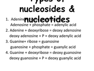 Types of
nucleosides &
nucleotides1. Adenine + ribose = adenosine
Adenosine + phosphate = adenylic acid
2. Adenine + deoxyribose = deoxy adenosine
deoxy adenosine + P = deoxy adenylic acid
3. Guanine+ ribose = guanosine
guanosine + phosphate = guanylic acid
4. Guanine + deoxyribose = deoxy guanosine
deoxy guanosine + P = deoxy guanylic acid
 
