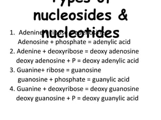 Types of
nucleosides &
nucleotides1. Adenine + ribose = adenosine
Adenosine + phosphate = adenylic acid
2. Adenine + deoxy...