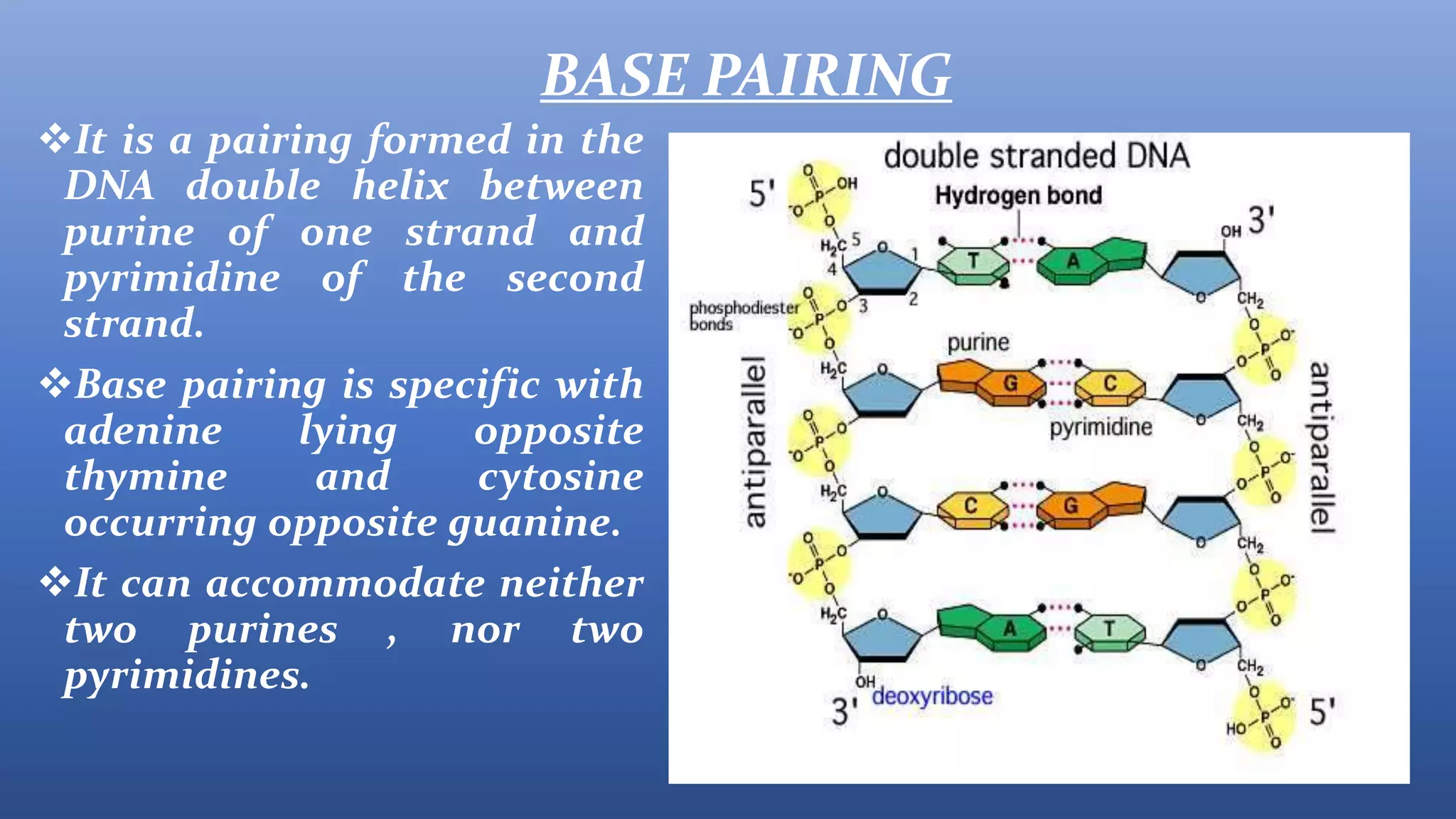Structure of dna | PPT