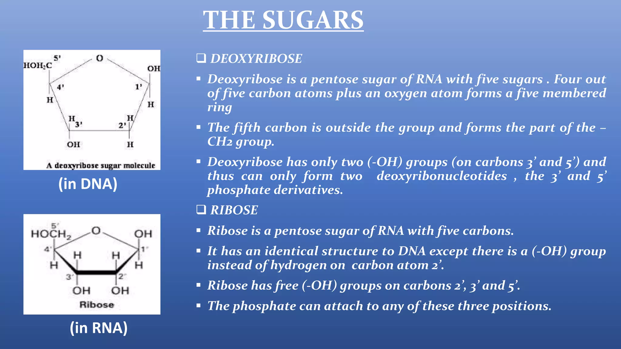 Identify The Sugar Carbons In This Figure Of Ssdna.