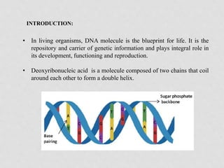 INTRODUCTION:
• In living organisms, DNA molecule is the blueprint for life. It is the
repository and carrier of genetic i...