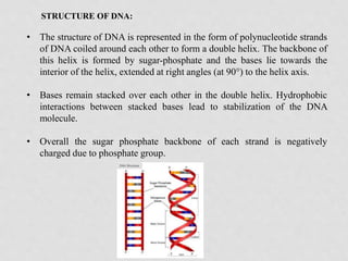 STRUCTURE OF DNA:
• The structure of DNA is represented in the form of polynucleotide strands
of DNA coiled around each ot...