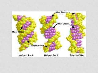 • The DNA molecule exhibits conformational flexibility, and could therefore exist
in alternative structural forms. There a...