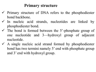 Primary Structure Of Dna Notes