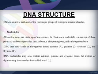 Structure of dna | PPTX