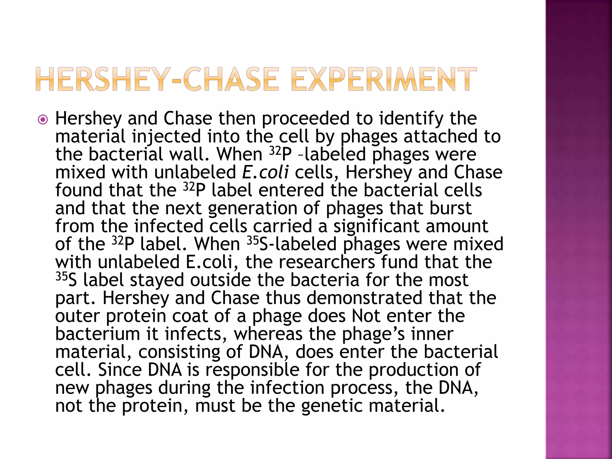  Hershey and Chase then proceeded to identify the
material injected into the cell by phages attached to
the bacterial wall. When 32P –labeled phages were
mixed with unlabeled E.coli cells, Hershey and Chase
found that the 32P label entered the bacterial cells
and that the next generation of phages that burst
from the infected cells carried a significant amount
of the 32P label. When 35S-labeled phages were mixed
with unlabeled E.coli, the researchers fund that the
35S label stayed outside the bacteria for the most
part. Hershey and Chase thus demonstrated that the
outer protein coat of a phage does Not enter the
bacterium it infects, whereas the phage’s inner
material, consisting of DNA, does enter the bacterial
cell. Since DNA is responsible for the production of
new phages during the infection process, the DNA,
not the protein, must be the genetic material.
 