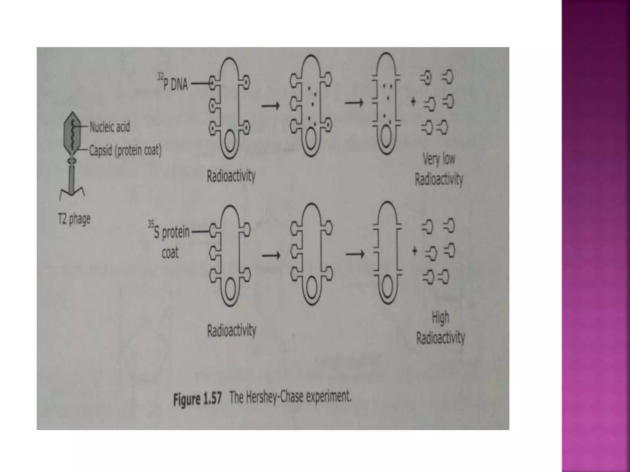Structure of DNA.pptx