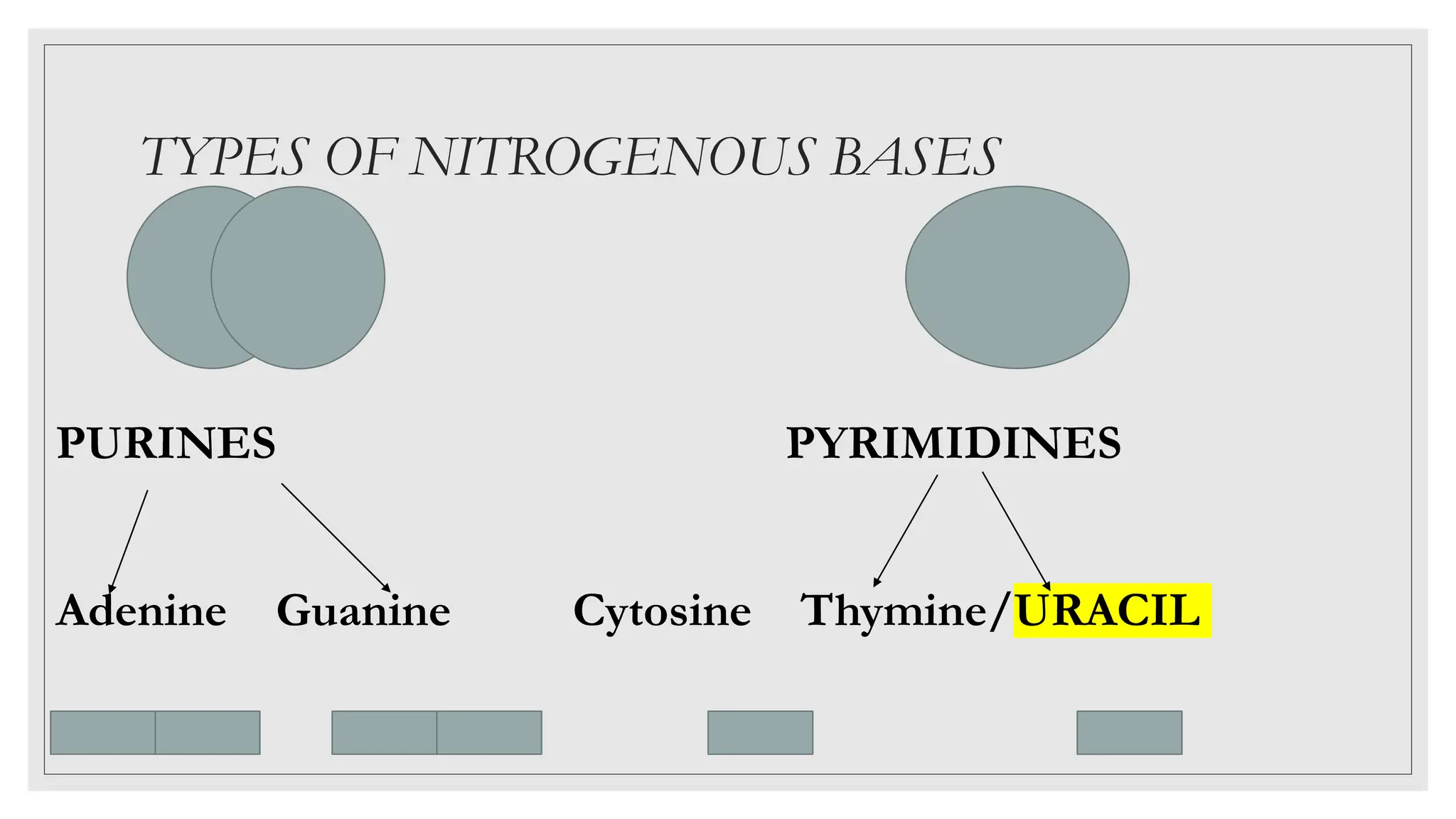 TYPES OF NITROGENOUS BASES
PURINES PYRIMIDINES
Adenine Guanine Cytosine Thymine/URACIL