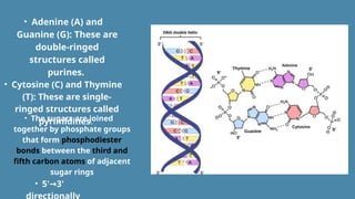 Structure of DNA presentation ouat pbg pptx. | PPTX