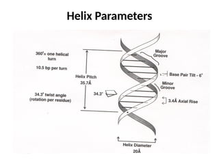 Helix Bio Example Structure of DNA bilomolecular material science .pptx