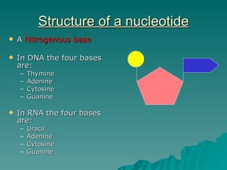 Structure of dna and replication2009 | PPT
