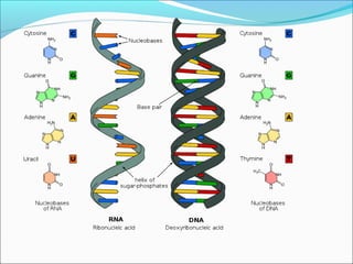 Structure of dna and rna | PPT