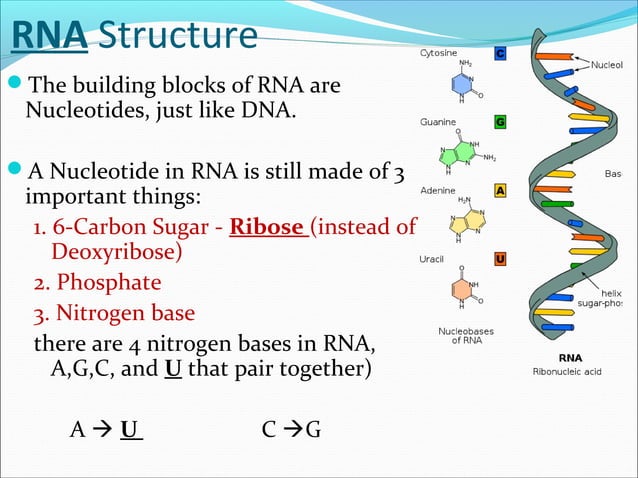 Structure of dna and rna | PPT | Chemistry | Science