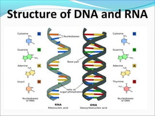 Structure of DNA and RNA
 