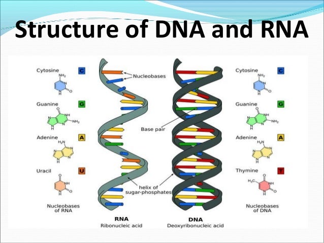 Structure Of Dna And Rna