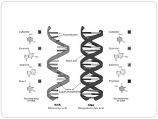 Structure of DNA and RNA and its functions | PPT