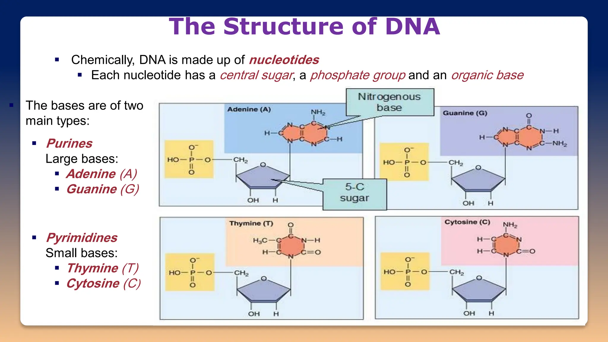 Dna Chemically Structure of DNA and RNA | PDF