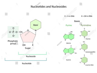 Comprehensive Overview of Nucleic Acids: DNA and RNA Functions ...