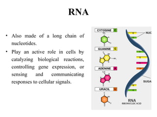 Comprehensive Overview of Nucleic Acids: DNA and RNA Functions ...