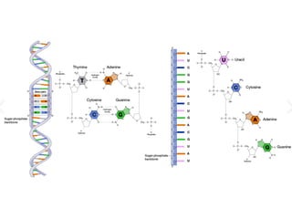 Comprehensive Overview of Nucleic Acids: DNA and RNA Functions ...