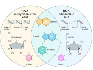Comprehensive Overview of Nucleic Acids: DNA and RNA Functions ...