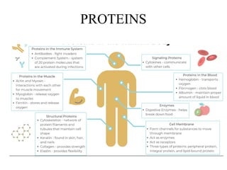 Comprehensive Overview of Nucleic Acids: DNA and RNA Functions ...