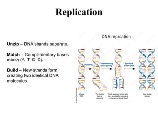 Comprehensive Overview of Nucleic Acids: DNA and RNA Functions ...