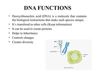 Comprehensive Overview of Nucleic Acids: DNA and RNA Functions ...