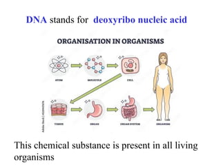 Comprehensive Overview of Nucleic Acids: DNA and RNA Functions ...