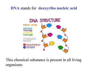 Comprehensive Overview of Nucleic Acids: DNA and RNA Functions ...