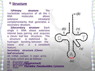 Structure of DNA and RNA and functions.pptx