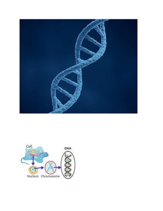 STRUCTURE OF DNA