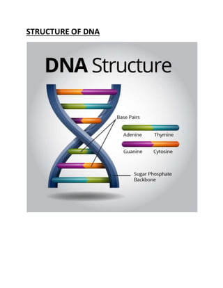 STRUCTURE OF DNA
 