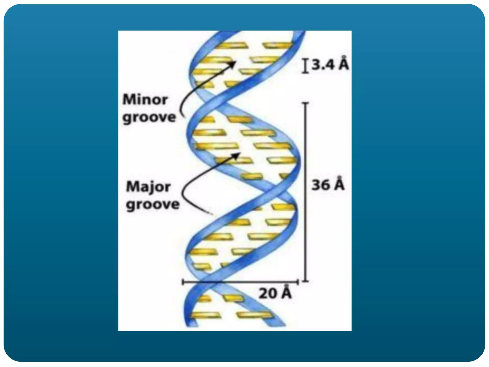 Structure of dna , dna polymorphism | PPTX