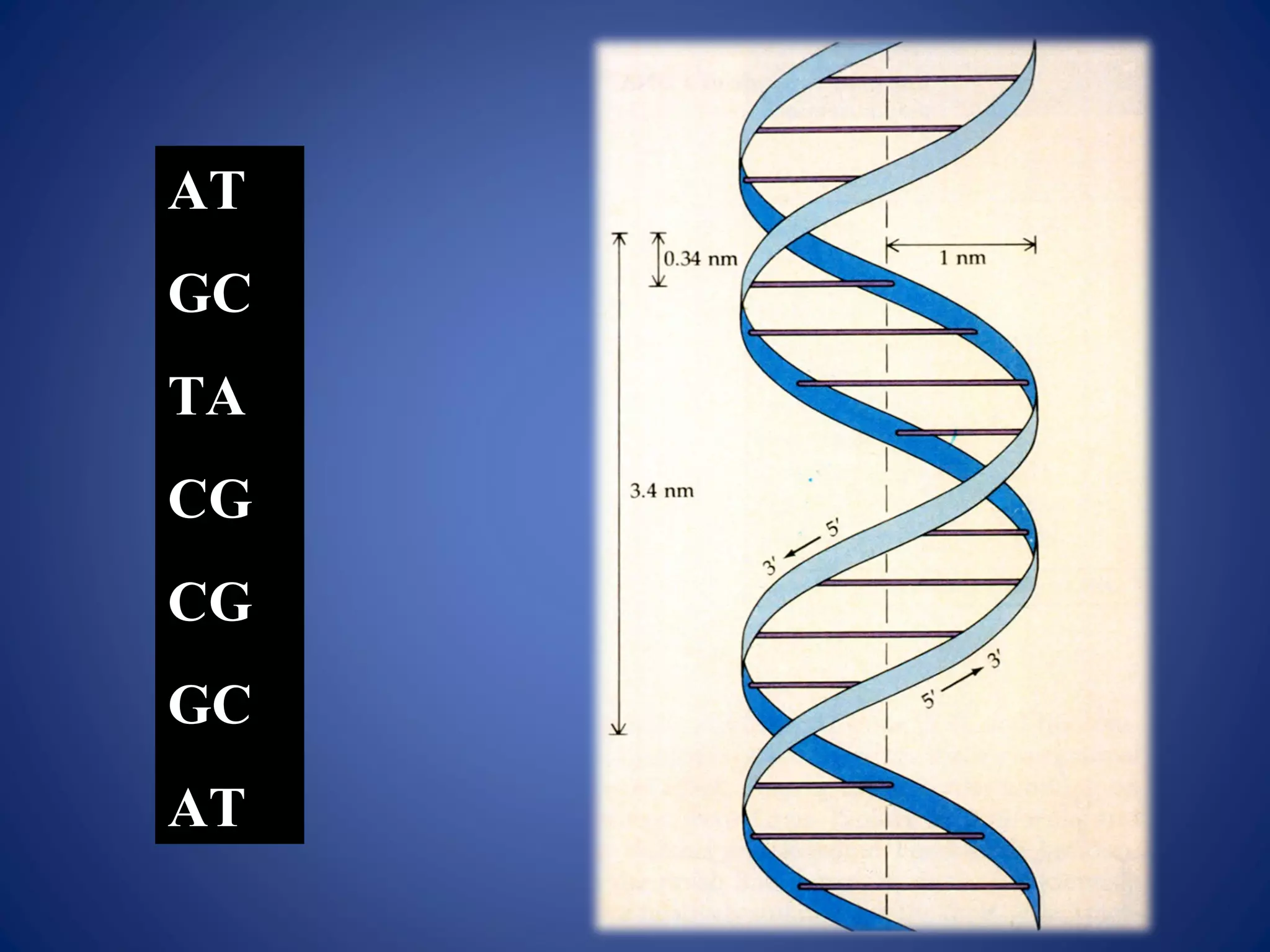 AT
GC
TA
CG
CG
GC
AT
 