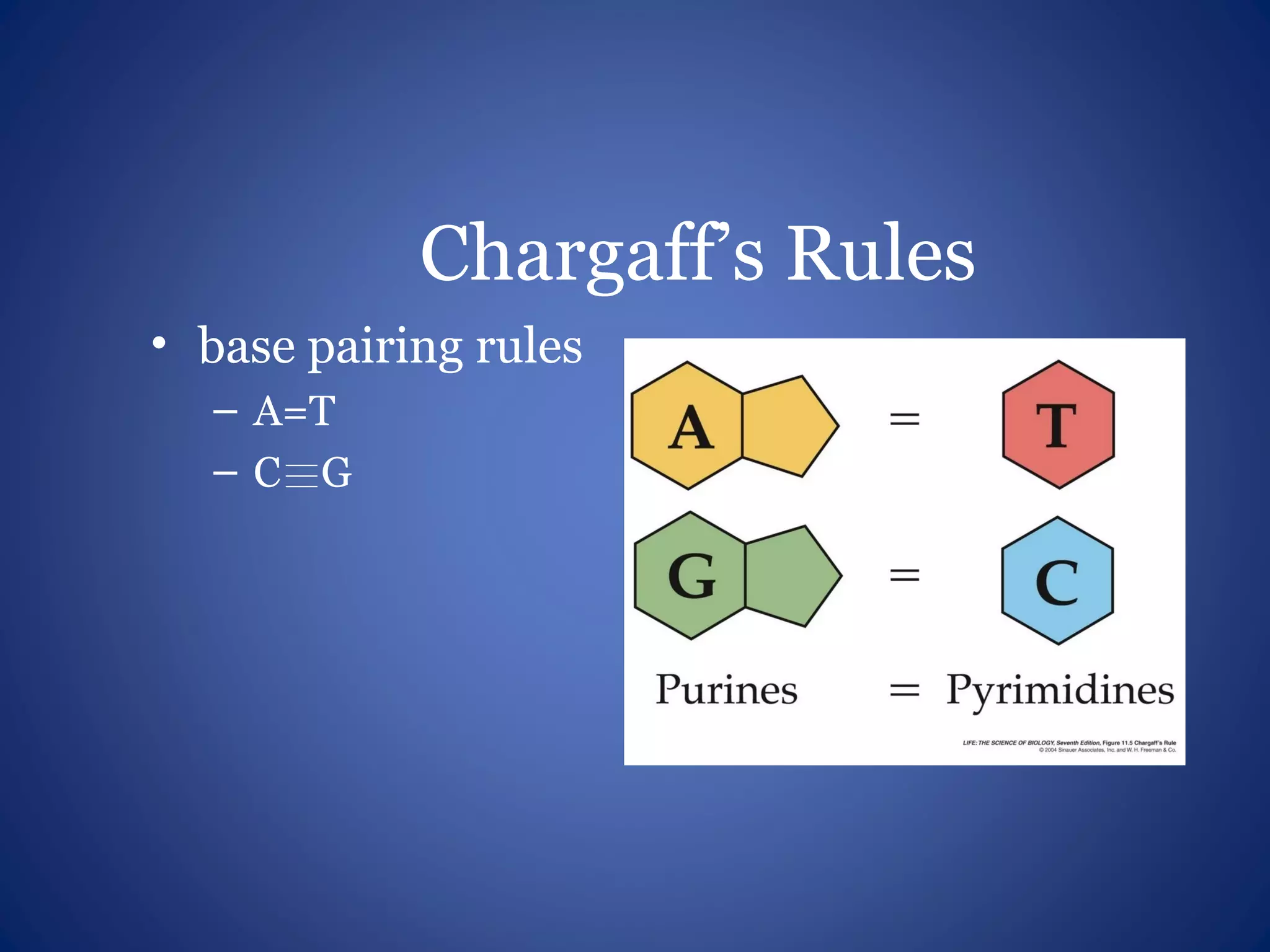 Chargaff’s Rules
• base pairing rules
– A=T
– C G
 