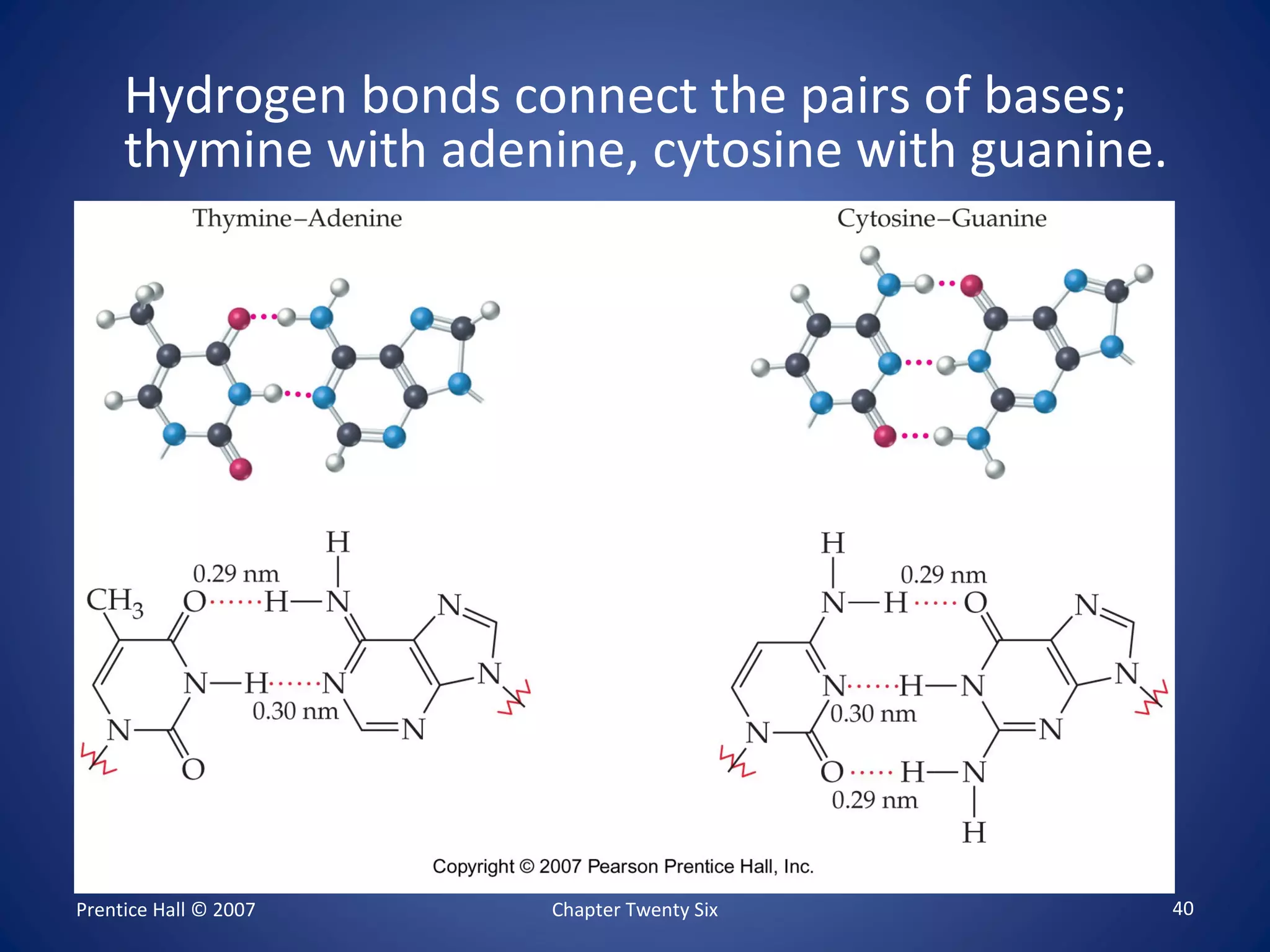 Prentice Hall © 2007 Chapter Twenty Six 40
Hydrogen bonds connect the pairs of bases;
thymine with adenine, cytosine with guanine.
 