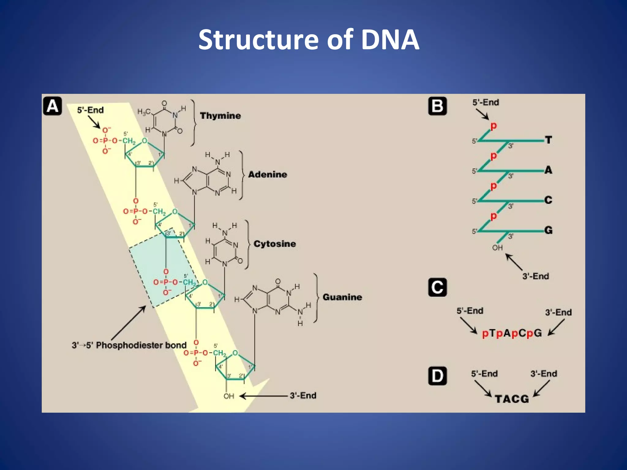 Structure of DNA
 