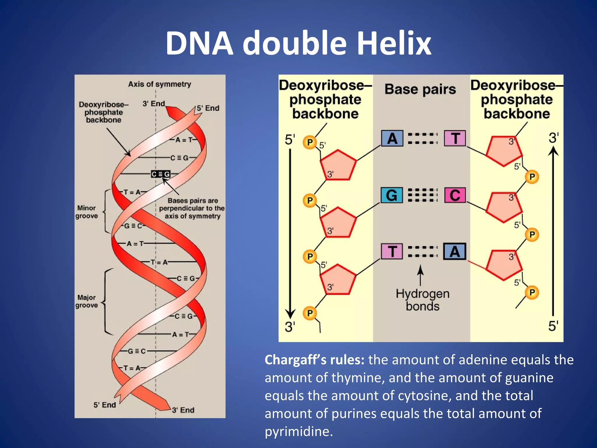 DNA double Helix
Chargaff’s rules: the amount of adenine equals the
amount of thymine, and the amount of guanine
equals the amount of cytosine, and the total
amount of purines equals the total amount of
pyrimidine.
 