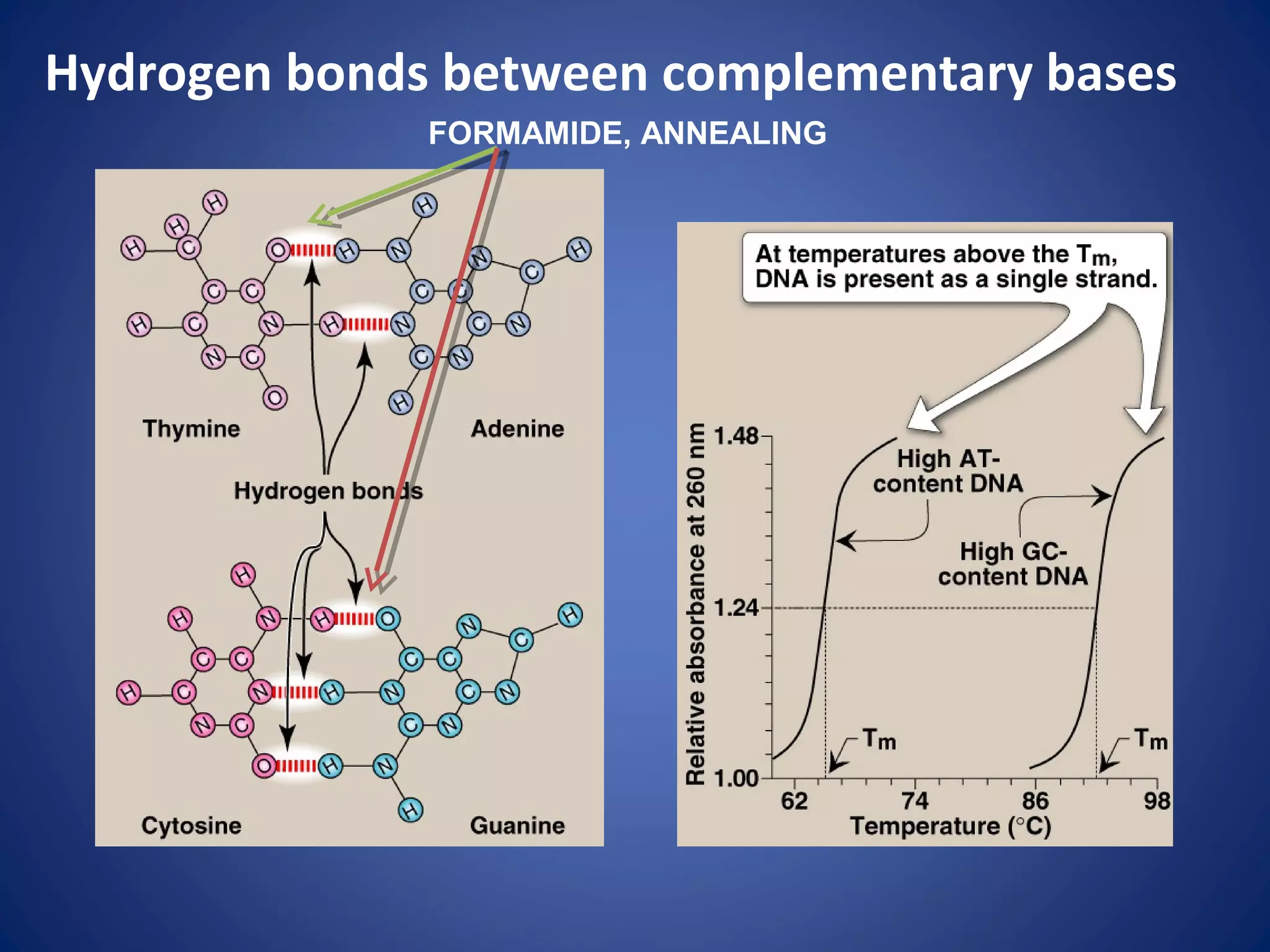 Hydrogen bonds between complementary bases
FORMAMIDE, ANNEALING
 