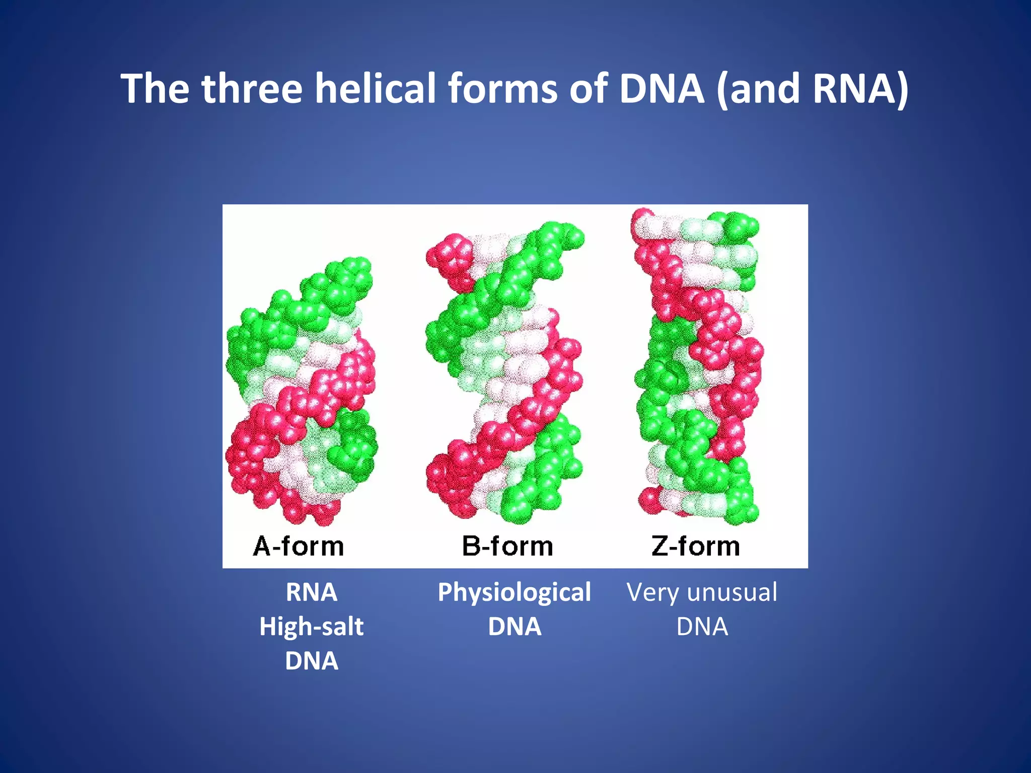 The three helical forms of DNA (and RNA)
Physiological
DNA
Very unusual
DNA
RNA
High-salt
DNA
 