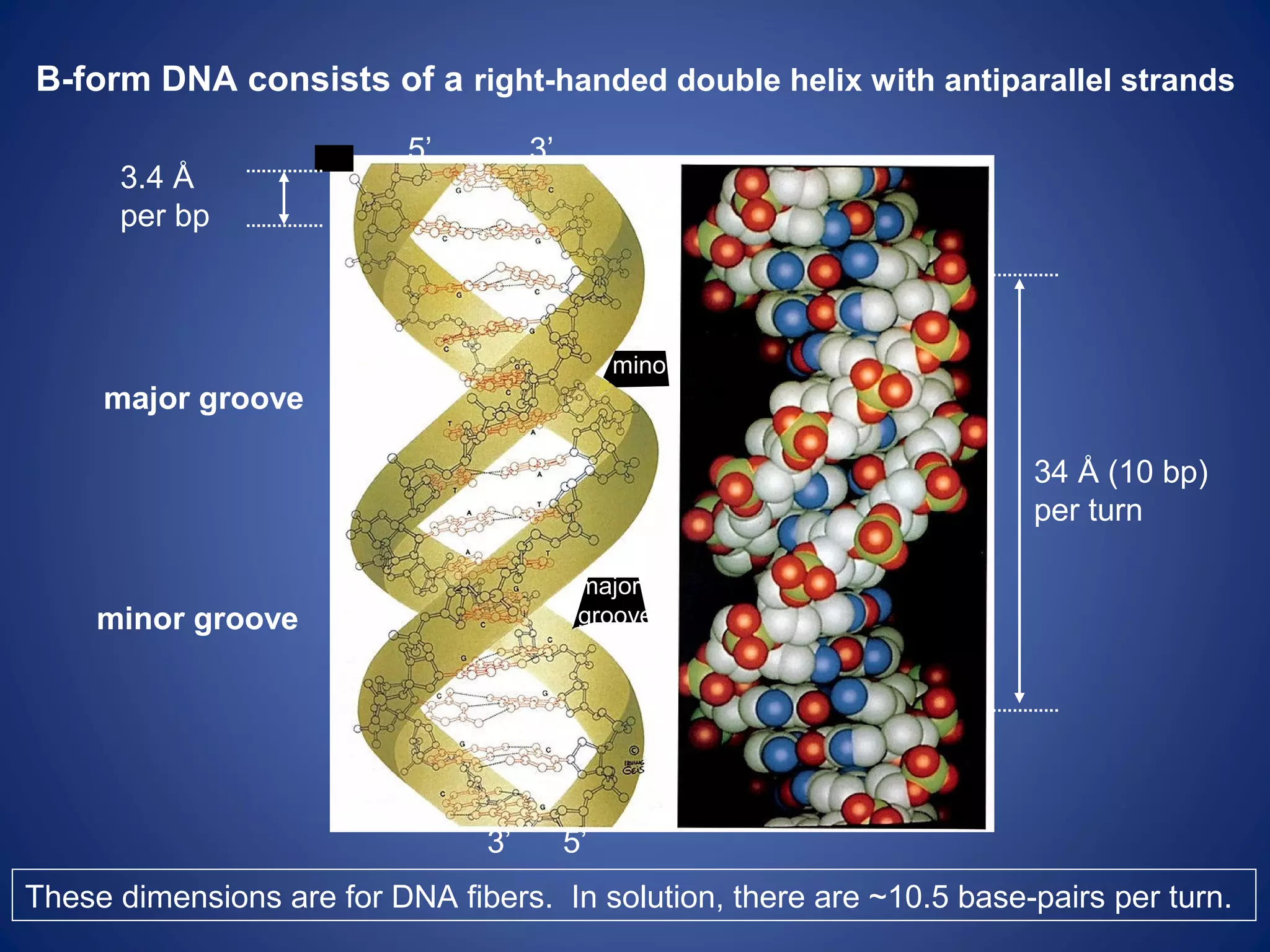 B-form DNA consists of a right-handed double helix with antiparallel strands
34 Å (10 bp)
per turn
major groove
minor groove
major
groove
minor
3.4 Å
per bp
These dimensions are for DNA fibers. In solution, there are ~10.5 base-pairs per turn.
5’ 3’
5’3’
 